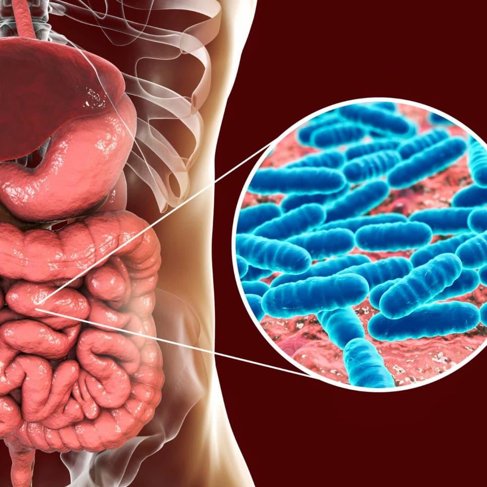Ilustração do intestino com zoom nas bactérias da microbiota